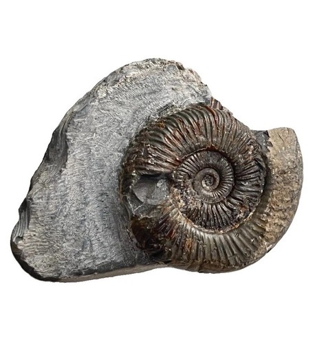 Dactylioceras fossil - dactylioceras, sp