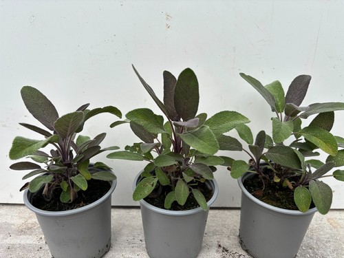 Purple sage herb - plants, x
