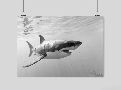 Great white shark - , a3