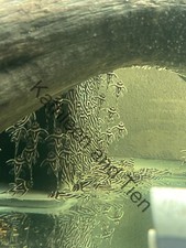 L046 ZEBRA PLECO 1.5 INCH NOT