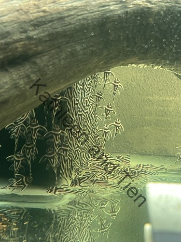 L046 zebra pleco inch - l046,