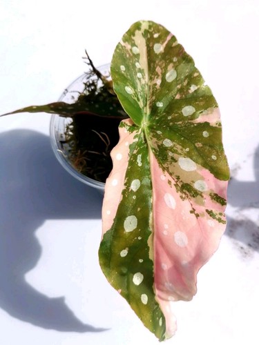Begonia maculata pink - maculata,
