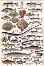 Fish & Sea Life Identification