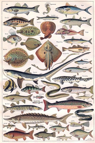 Fish sea life - &,