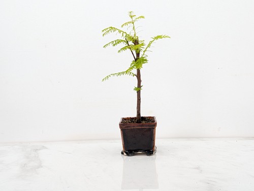 Dawn redwood starter bonsai - ,
