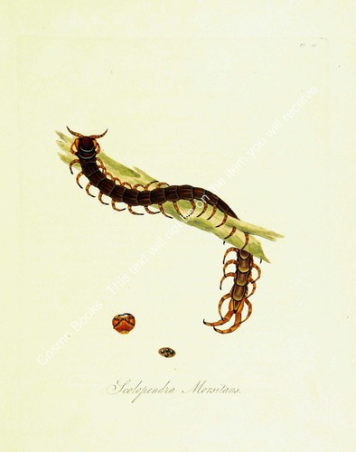 Insects china 1842 - insects, of