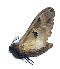 SPHINGIDAE - Lophostethus