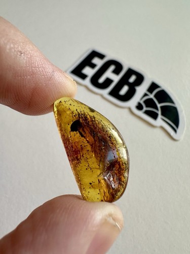 Baltic amber with mosquito - amber,