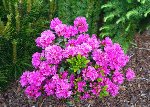 Pink azalea plant hardy encore - plant,