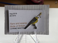 RSPB Interest CITRINE WAGTAIL SGW quality enamel BIRD pin badge last few   