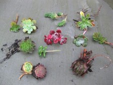 8 x Assorted Variety Succulent Sedum cuttings, terrariums, fairy gardens