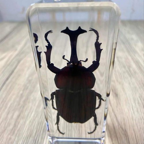 Large unicorn beetle insect - unicorn,
