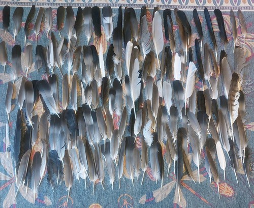 150 feathers natural fallen - natural,