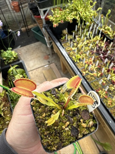 Dionaea muscipula venus fly - muscipula,