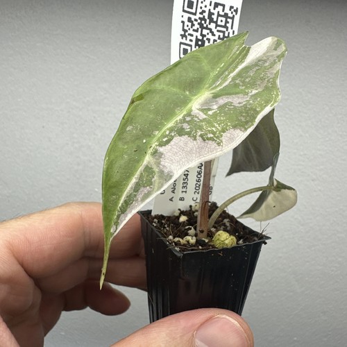 Alocasia polly pink variegata - alocasia,
