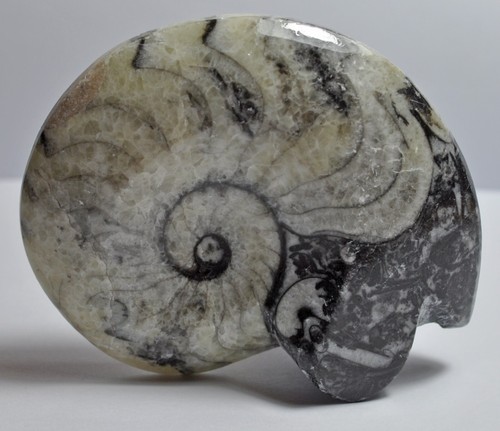 Small polished goniatite - small,