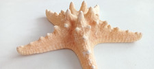 Genuine Giant Starfish Knobby