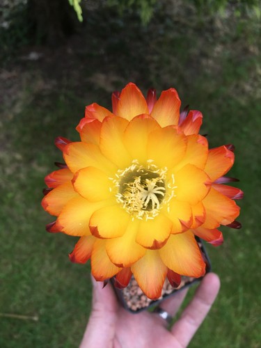 Fresh cactus seed - fresh,