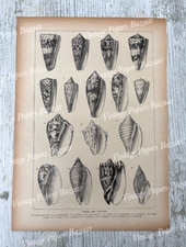 Cones Volutes Sea Snails Shells Mollusks 1896 antique print illustration