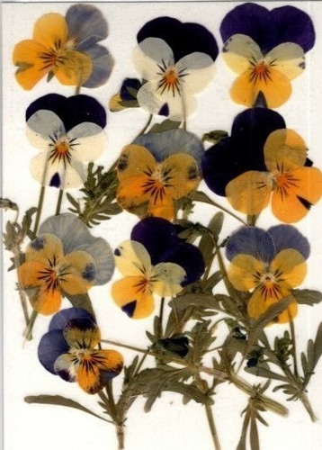 Real pressed flowers - pressed, violas