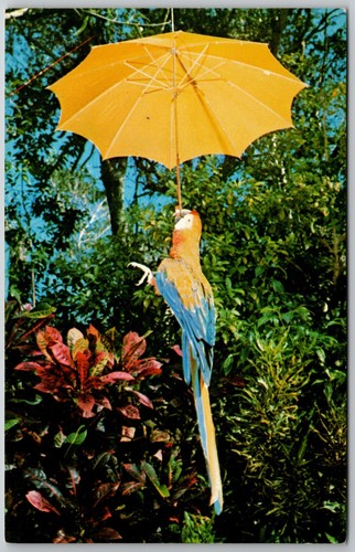 Vintage parrot jungle miami - vintage,