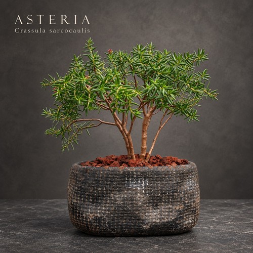 Crassula sarcocaulis bonsai - crassula,