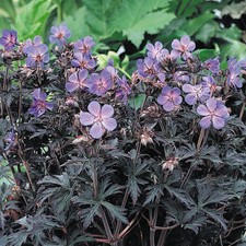 Geranium Storm Cloud 9cm Pot x