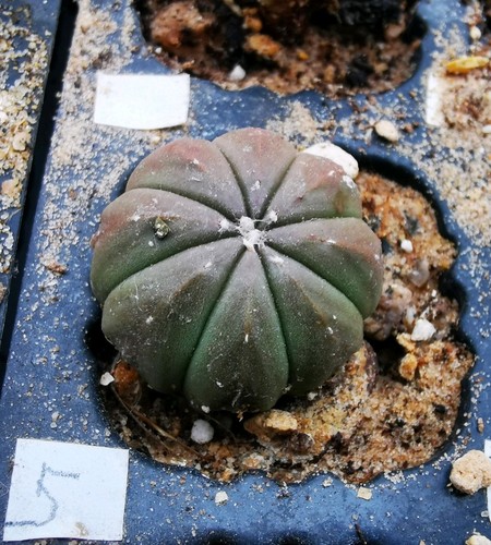Astrophytum asterias