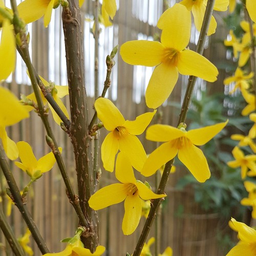 Forsythia intermedia weekend - x,