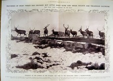 Antique Old Print *3000 1912 Red Deer Stalking Highlands Scotland Antlers