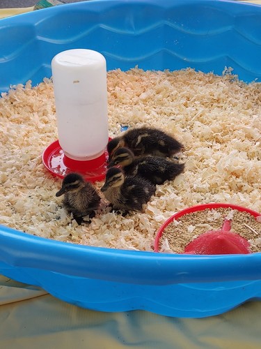 Purebred rouen hatching duck - purebred,