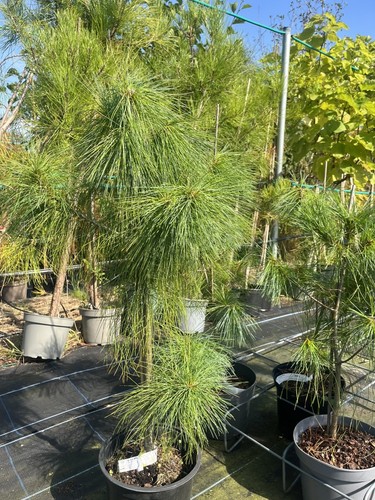 Bhutan pine tree - 60/80cm, |
