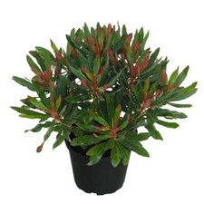 Euphorbia ‘Xenia’ – 3
