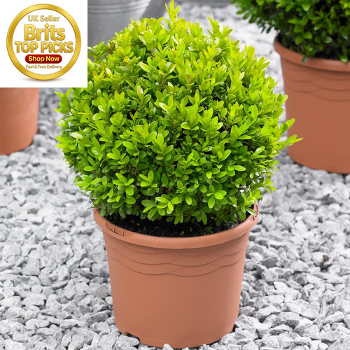 Buxus ball boxwood 20cm - boxwood, |