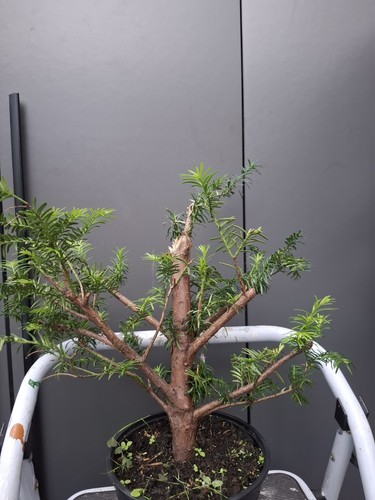 Chunky yew bonsai tree - bonsai,