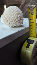 Brain coral - , (vintage)