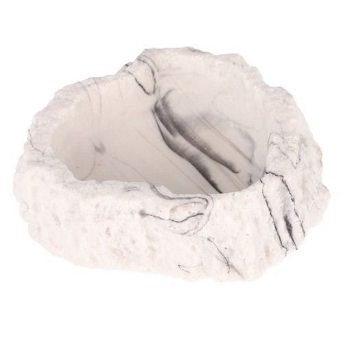 Bearded dragon feeding - bearded, bowl