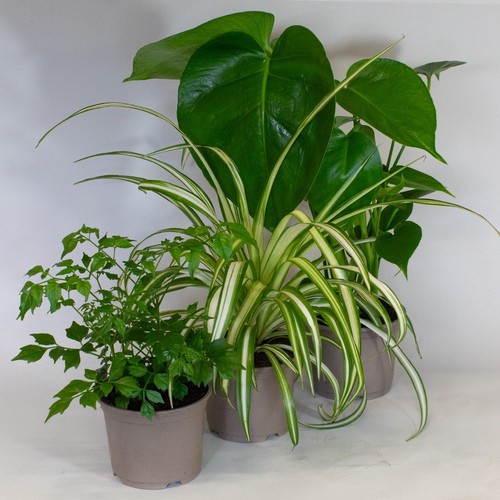 House plants mix - plants,