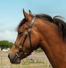 Windsor hand bridle - windsor,