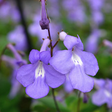 Streptocarpus santiago Plug