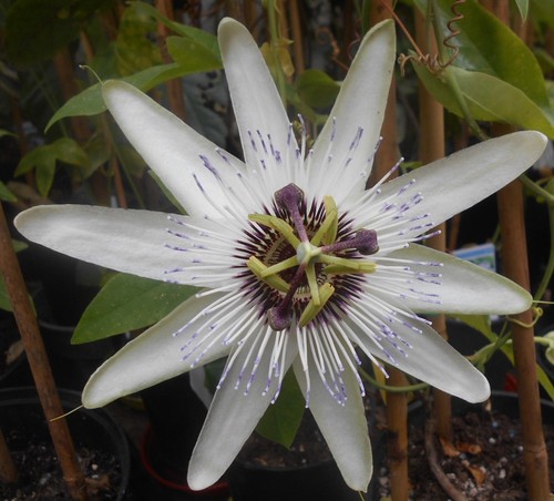 Young passion flower - a,