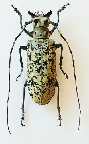 Pseudomeges marmoratus green - pseudomeges,