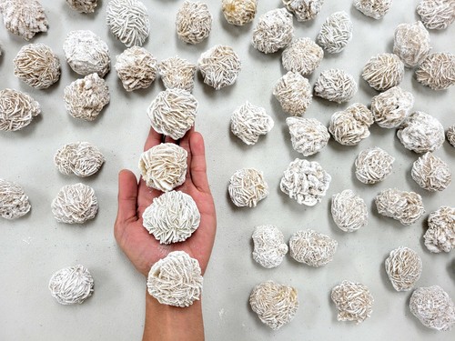 Large desert rose - desert,