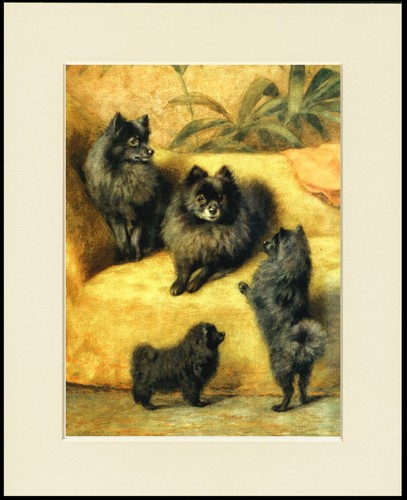 Pomeranian pom dog - dog, print