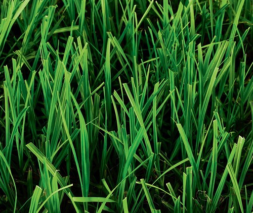 Pensacola bahia grass seed - bahia,