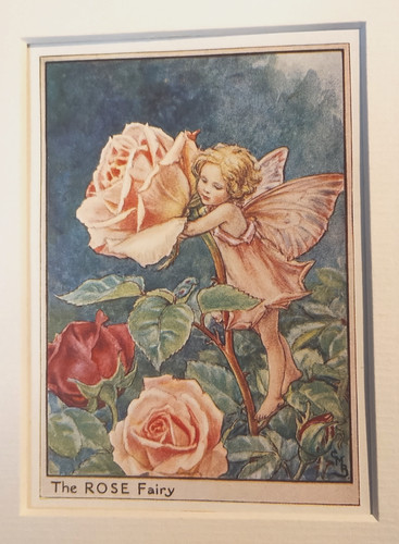 The rose fairy vintage - fairy,