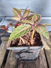 IMPATIENS OMEIANA "PINK