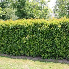 Portuguese Laurel Hedging