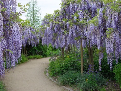 Wisteria sinensis seeds - wisteria, 6