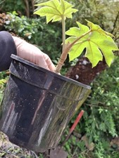 Tetrapanax Rex  chinese